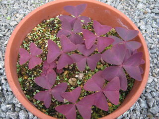 oxalis_triangularis10.jpg