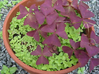 oxalis_triangularis12.jpg