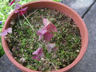 oxalis_triangularis13.jpg
