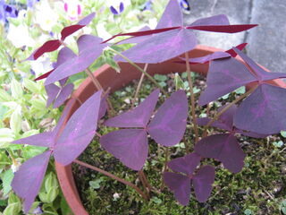 oxalis_triangularis14.jpg
