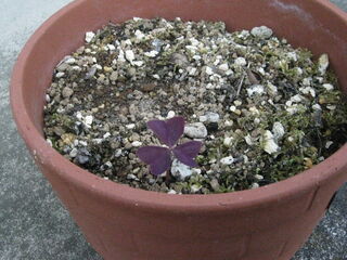 oxalis_triangularis9.jpg