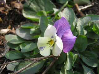 ビオラの花