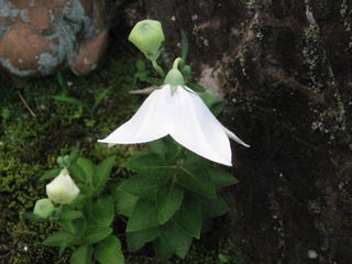 白い桔梗の花
