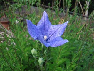grandiflorus24.jpg