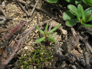 portulaca_grandiflora15.jpg