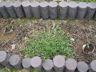 portulaca_umbraticola16.jpg