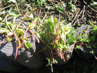 portulaca_umbraticola25.jpg