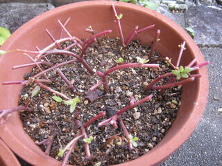 冬越し前のポーチュラカ