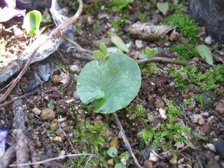 リュウキンカの芽