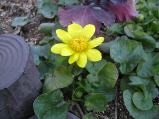 リュウキンカの花