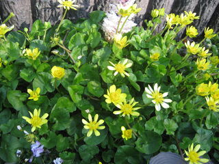 ヒメリュウキンカ