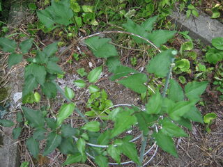 clematis_apiifolia9.jpg