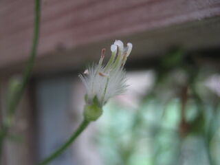 clematis_terniflora15.jpg