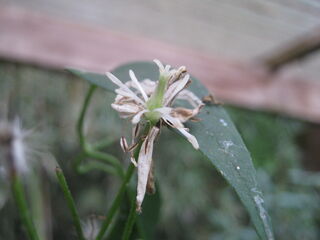 散りかけのセンニンソウ