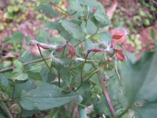 センニンソウの種