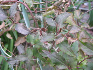 センニンソウの種