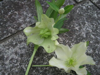 helleborus10.jpg