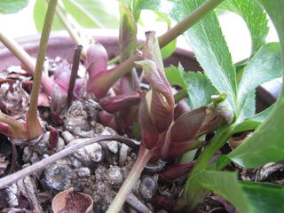 helleborus14.jpg