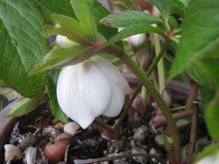 クリスマスローズの花