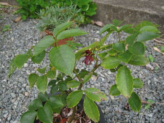 新芽がついたバラ