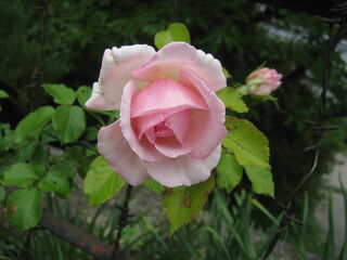 ピエール・ド・ロンサールの花