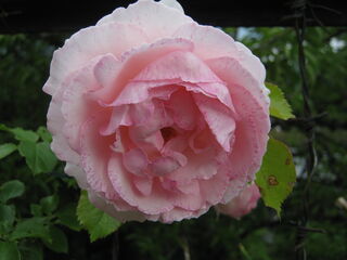 ピエール・ド・ロンサールの花