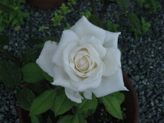white_rose12.jpg