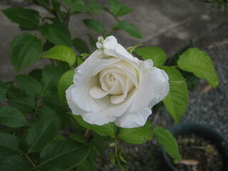 白薔薇の花