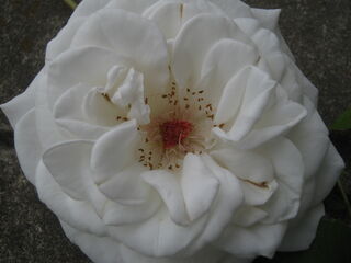 白薔薇の花