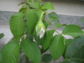 white_rose7.jpg