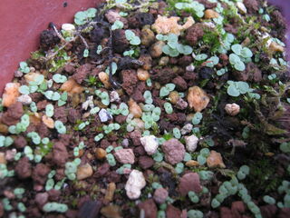 torenia12.jpg