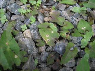 cercospora_violae.jpg