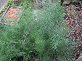 anethum_graveolens12.jpg