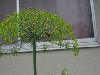 anethum_graveolens15.jpg
