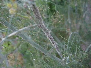 dill_aphididae.jpg