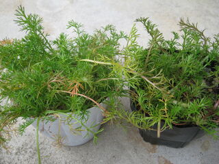 ローマンカモミールの苗