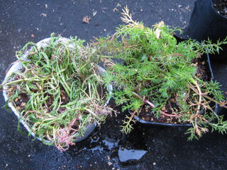 ローマンカモミールの苗