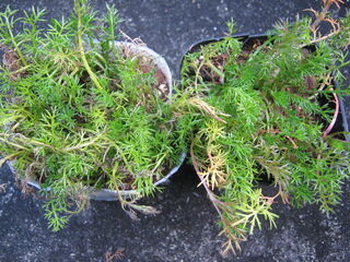 ローマンカモミールの苗