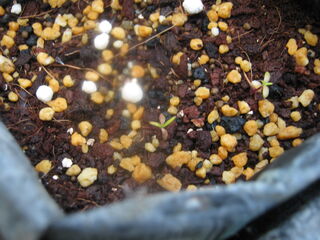matricaria_chamomilla5.jpg