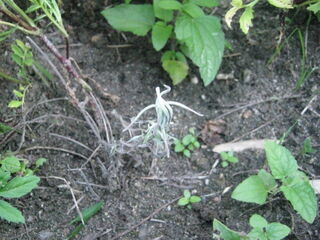 枯れたラベンダー