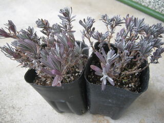 ラベンダーの苗