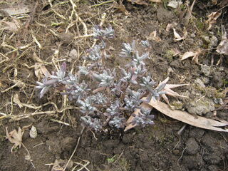 定植後のラベンダー