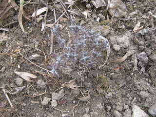 定植10日後のラベンダー