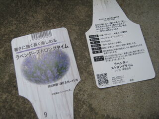 ラベンダーの育て方