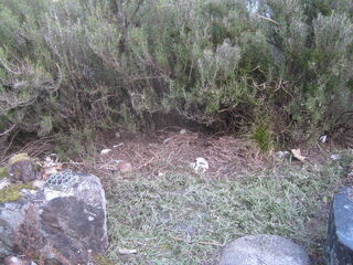 ローズマリーの生垣