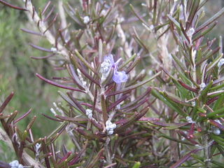 ローズマリーの花