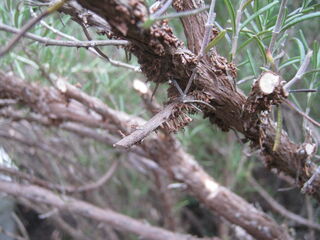 ローズマリーの気根