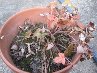 葉が枯れてきたワイルドストロベリーの鉢植え