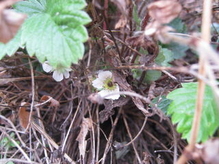 真冬に咲くワイルドストロベリーの花