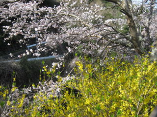 桜の下で咲くレンギョウ